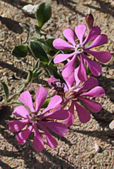 Pink Pirouette