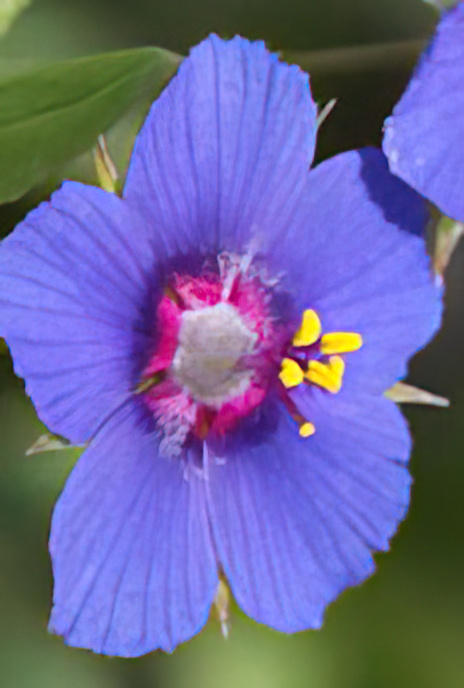 Blue Pimpernel