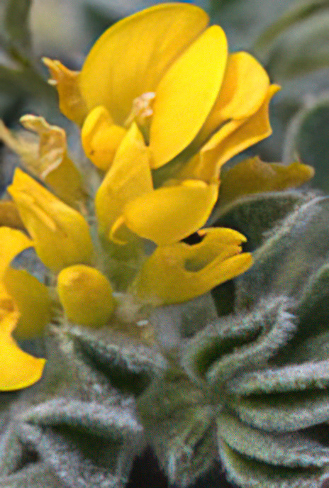Coastal Medick