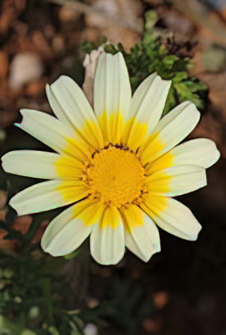Chrysanthemum Greens