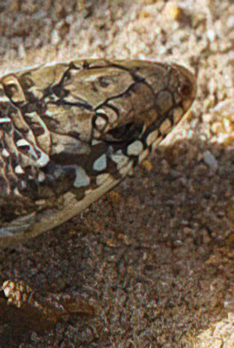 Eyed Skink or Gongilo