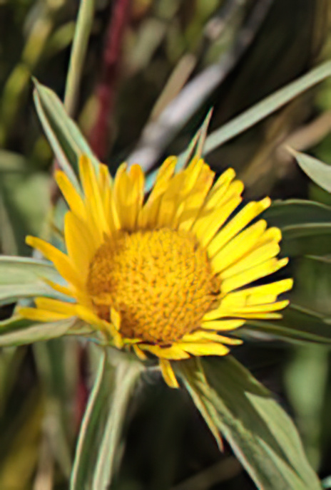 Spiny Starwort