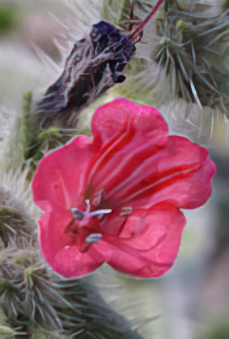 Hispid Viper’s-bugloss