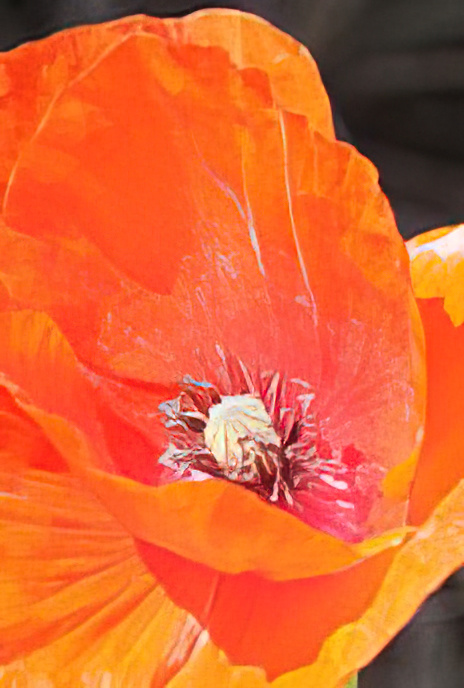 Corn or Flanders Poppy
