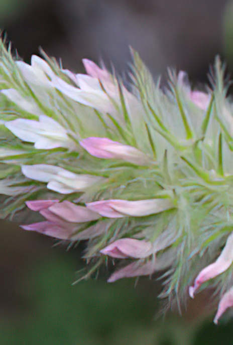 Narrowleaf Crimson Clover