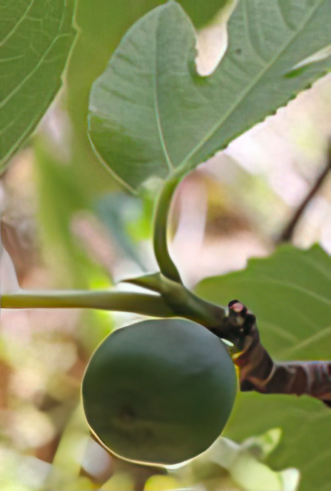 Common Fig