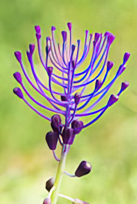 Tassel Hyacinth
