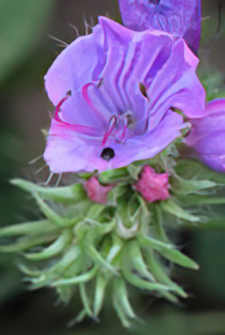 Purple Viper’s-bugloss or Paterson’s Curse