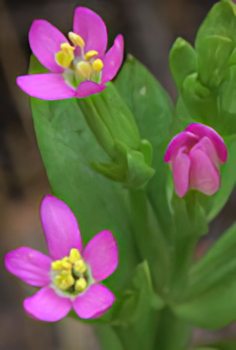 Lesser Centaury