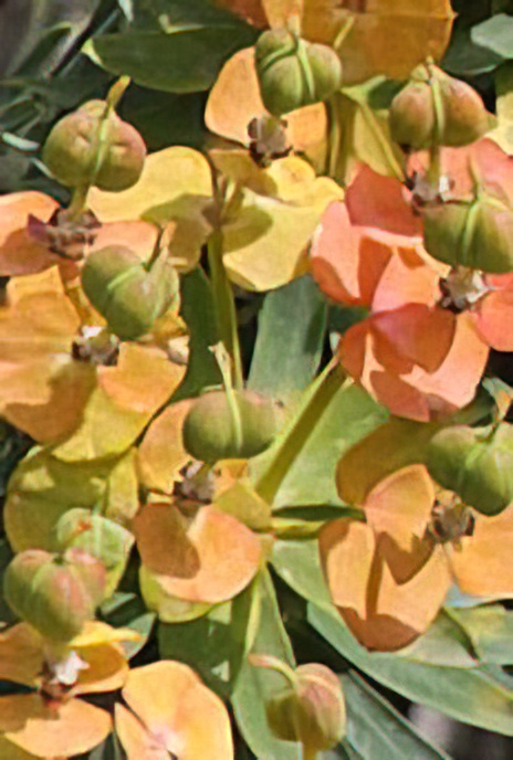 Tree Spurge