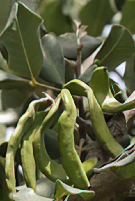 Carob Tree