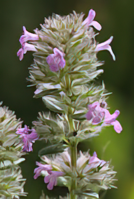 Micromeria