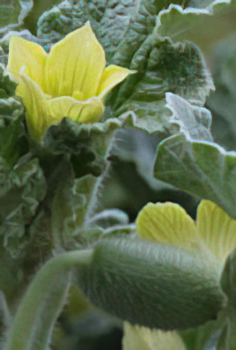 Squirting or Exploding Cucumber