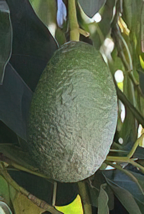 Avocado