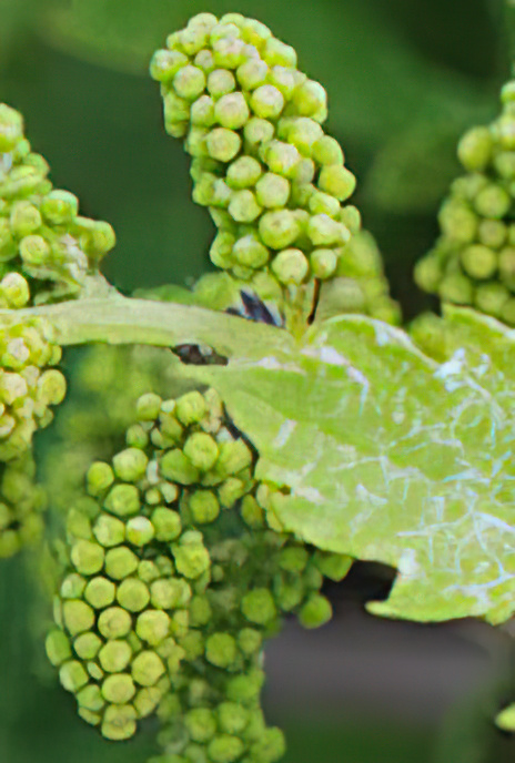 Grape Vine