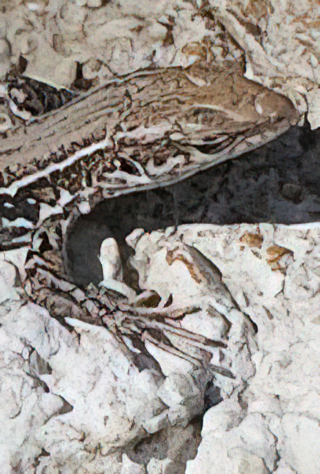 Common Wall Lizard