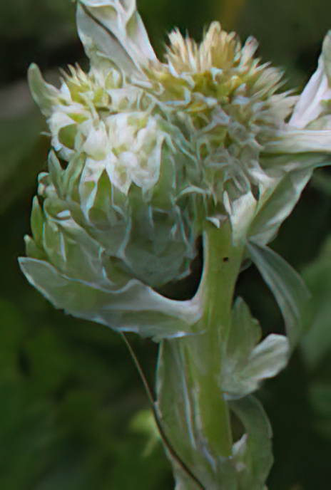 Common Cudweed
