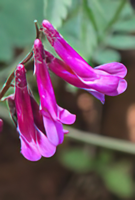 Winter Vetch