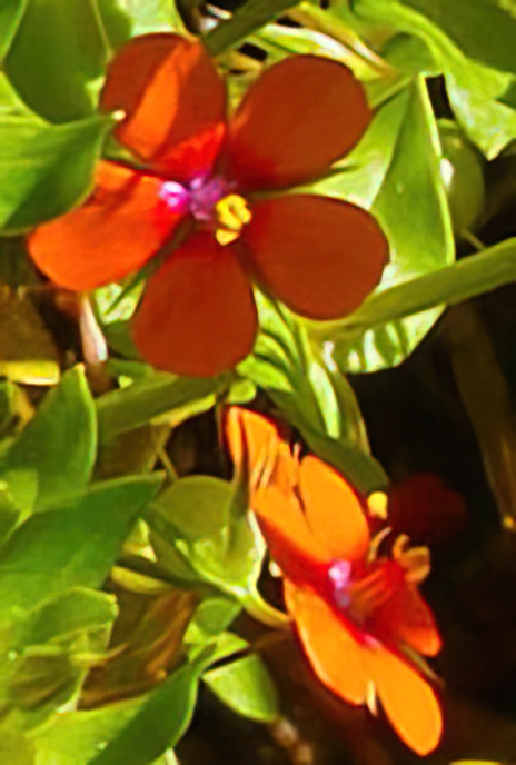 Scarlet Pimpernel