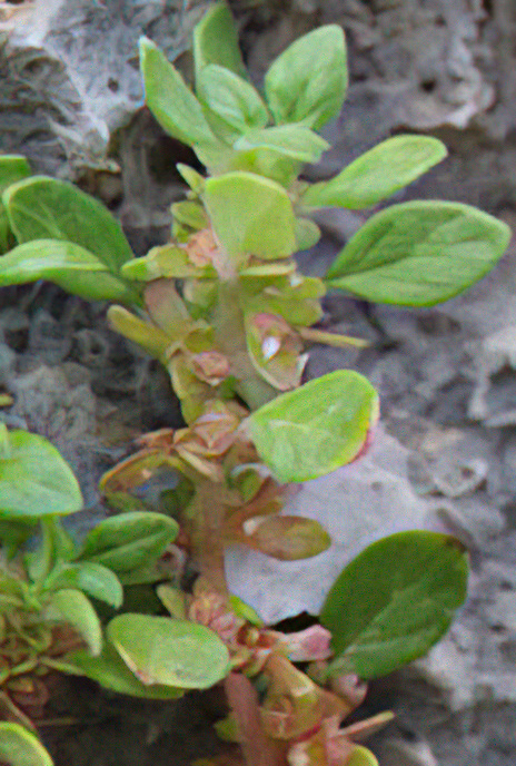 Cretan Pellitory-of-the-wall