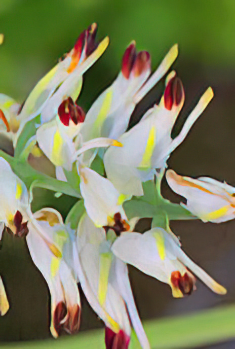 White Ramping Fumitory