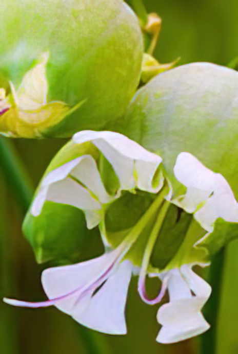 Bladder Campion