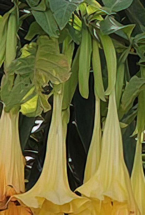 Thorn Apple or Devil’s Trumpet