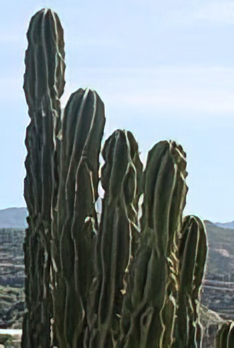 Peruvian Apple Cactus