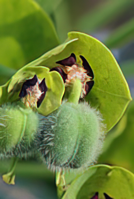 Mediterranean Spurge