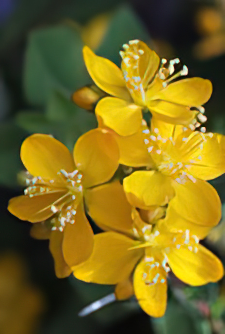 Shrubby St. John’s-wort