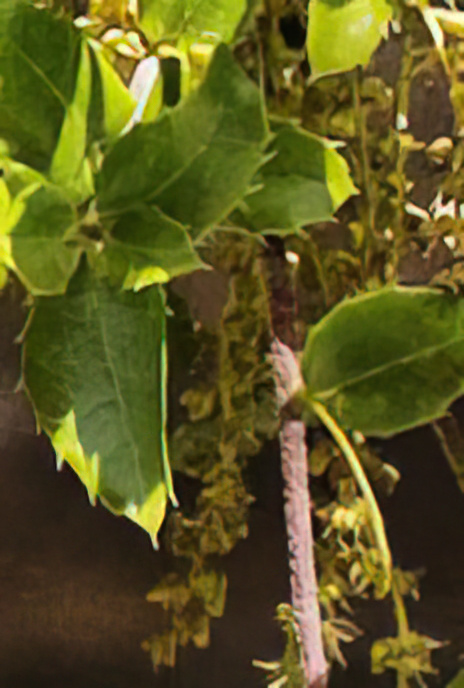 Kermes Oak