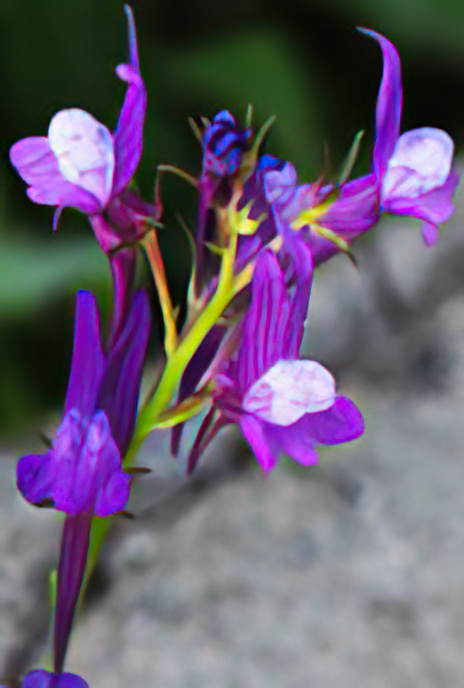 Jersey Toadflax