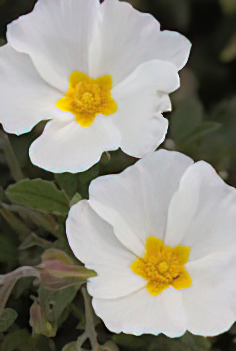 Sage-leaved Cistus