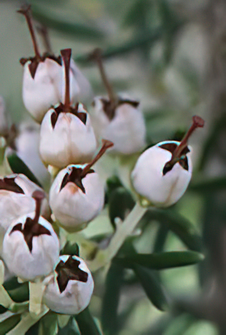 Spring Heath