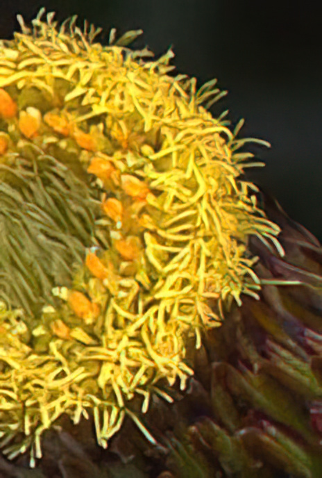 Shrubby Cudweed