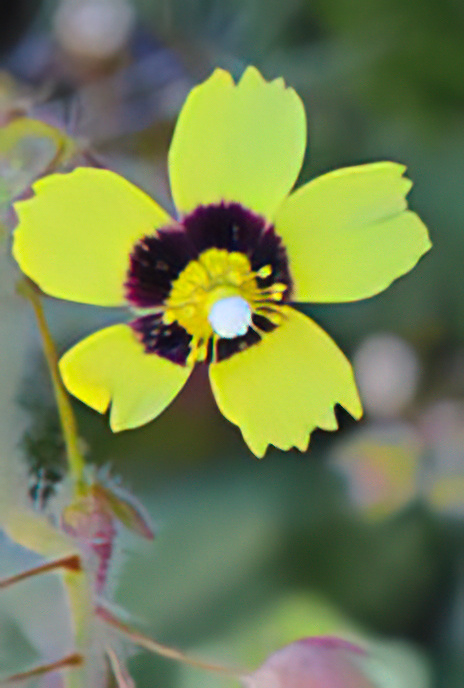 Spotted Rockrose