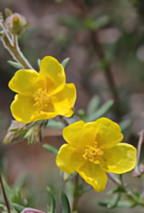 Common Rockrose
