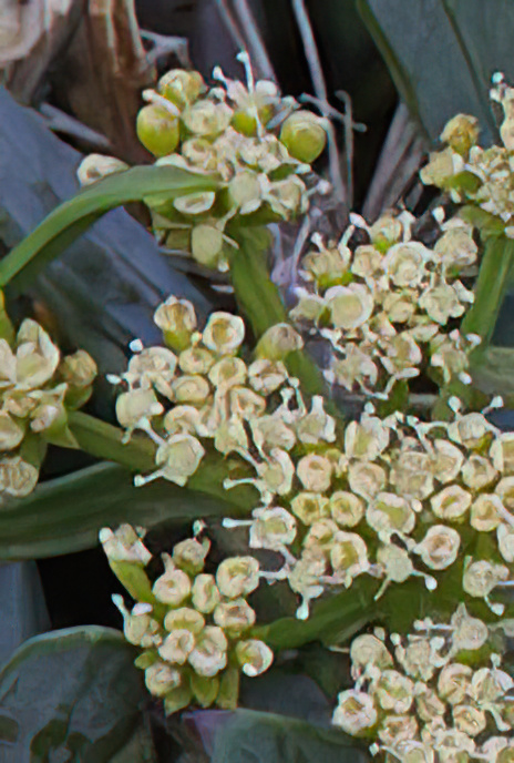 Rock Samphire