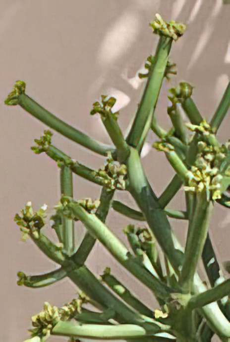 Firestick Plant or Milk Bush