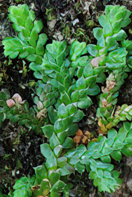 Mediterraneum Clubmoss