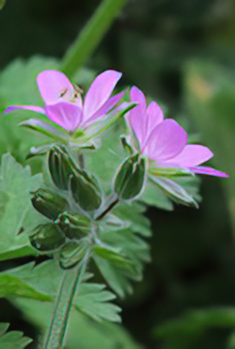 Musky Stork’s-bill