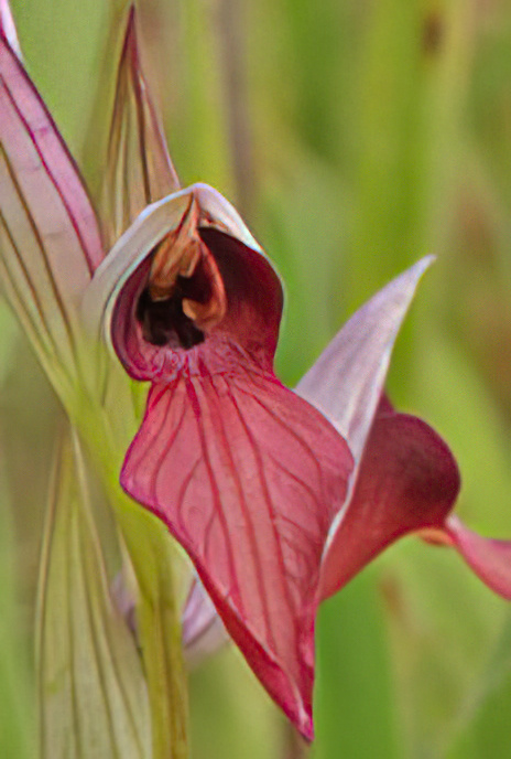 Eastern Tongue Orchid