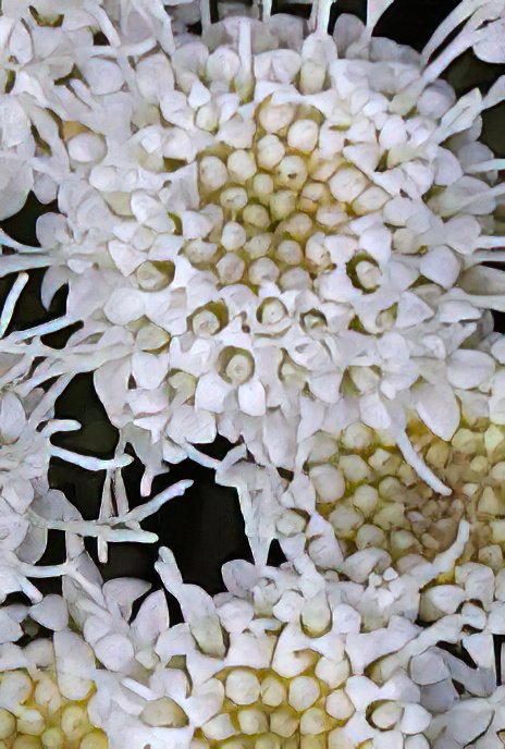 Sticky Snakeroot or Mexican Devil