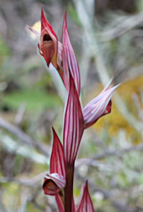 Eastern Ploughshare