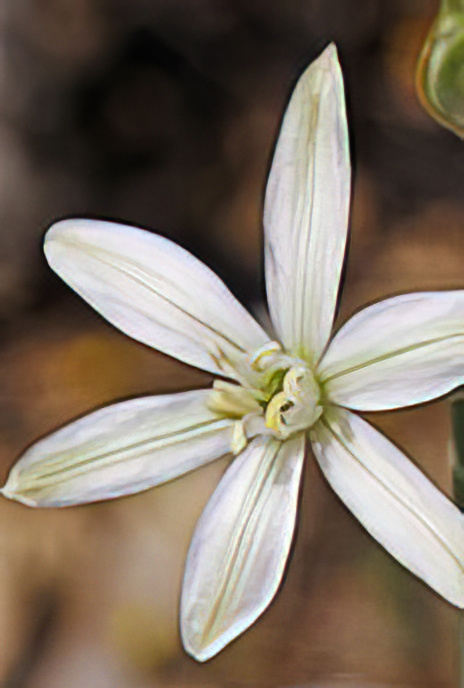 Narbonne Star-of-Bethlehem