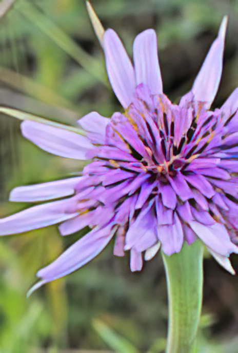 Purple Salsify