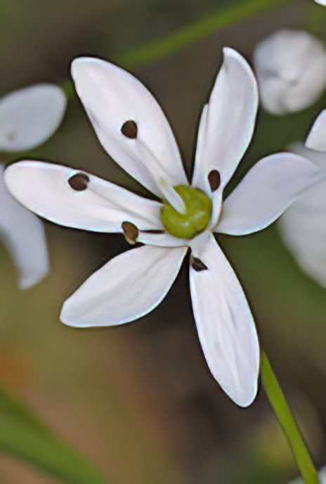 Hairy Garlic