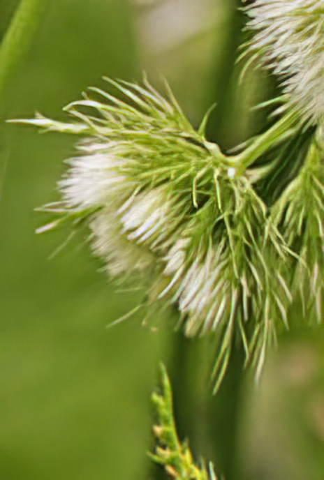 Wild Cumin