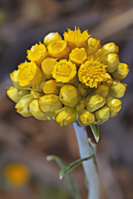 Curry Plant