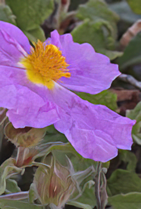 Cretan or Hoary Rockrose